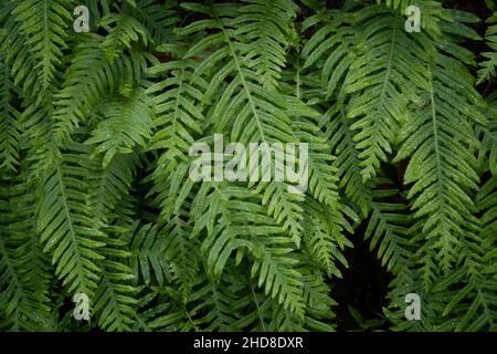 Nahaufnahme eines Farns (Polypodium californicum) Pfeiffer Big Sur SP, Big Sur CA. Stockfoto