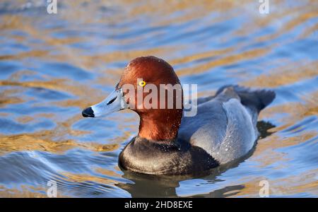 Rotschopf drake Aythya americana im Slimbridge Wildfowl and Wetlands Centre in Gloucestershire, Großbritannien Stockfoto