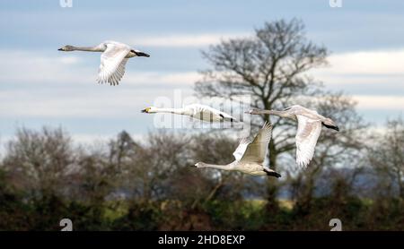 Bewick's Swans Cygnus bevickii erwachsen und drei Jugendliche kurz nach ihrem Flug in Slimbridge in Gloucestershire, Großbritannien Stockfoto