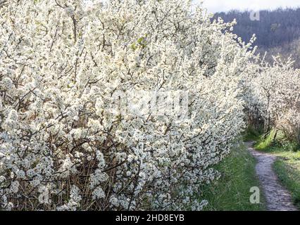 Dichte Dickichte blühender Schwarzdorn oder Sloe - Prunus spinosa - auf einem Somerset-Pfad im frühen Frühjahr Stockfoto
