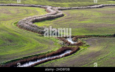 Reed-fringed Drainage Graben oder Rhynes schlängelt sich um Feldkanten auf den Somerset Levels in der Nähe von Brean Down Somerset UK Stockfoto