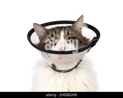 Kopfschuss einer älteren Norwegischen Waldkatze nach einer Operation mit dem Auge Entropion und Entfernung von Sequestrum. Katze trägt Schutzkegel um den Hals. Stockfoto