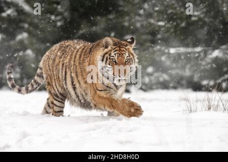 Der Tiger geht durch eine verschneite Wiese. Stockfoto