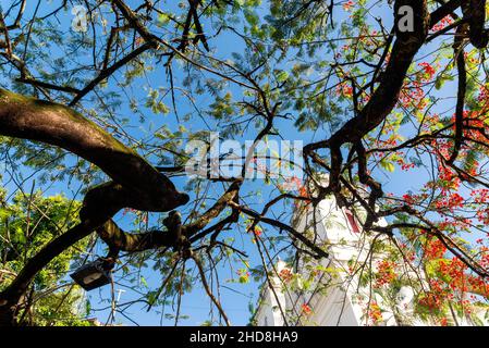 Blick von unten auf Zweige mit bunten Blumen eines Baumes gegen den blauen Himmel. Salvador, Bahia, Brasilien. Stockfoto