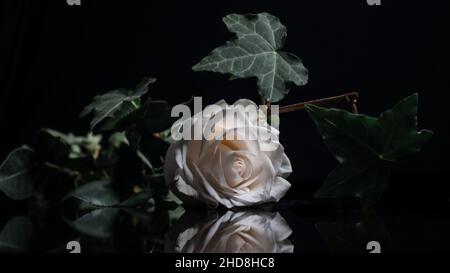 Reflektierende Rosa Rose Stockfoto