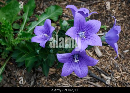 Platycodon grandiflorus 'Astra Blue', Ballonblume, chinesische Ballonblume, chinesische Glockenblume, japanische Bellflower 'Astra' Stockfoto