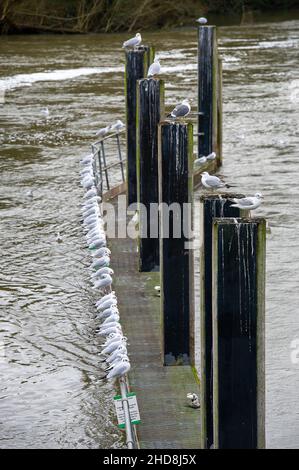 Maidenhead, Anford, Großbritannien. 3rd. Januar 2022. Möwen Reihen sich an der Themse an. Die Temperaturen werden ab morgen sinken.Quelle: Maureen McLean/Alamy Stockfoto