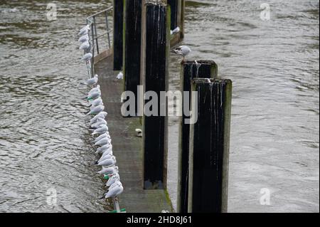 Maidenhead, Anford, Großbritannien. 3rd. Januar 2022. Möwen Reihen sich an der Themse an. Die Temperaturen werden ab morgen sinken.Quelle: Maureen McLean/Alamy Stockfoto