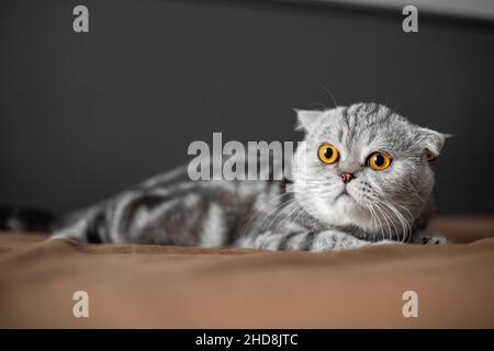 Verspielte schottische Klappkatze auf dem Bett. Die Close-Up-kater aus schottischem Faltenwurf ist so niedlich. So süße Katze im Schlafzimmer. Stockfoto