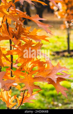 Herbst nördlichen roten Eiche Blätter im Park. Herbstsaison, Naturhintergrund, wunderschöne Bäume im Oktober. Helle Naturtapete Stockfoto