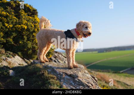 Cockapoo Hund steht auf felsigem Boden bei Sonnenschein Stockfoto