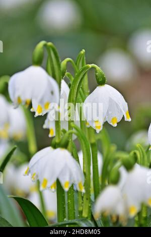 Leucojum vernum, genannt Frühling Schneeflocke, vertikal Stockfoto