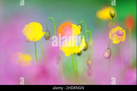 Weiches Fokusbild von Mohnblumen im Feld. Selektiver Fokus und geringe Schärfentiefe. Stockfoto