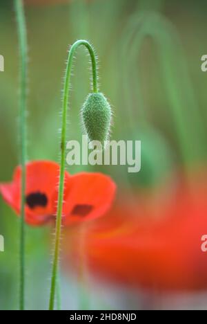 Mohn Stockfoto