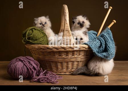 Vier Ragdoll-Katzen, kleines niedliches Kätzchen-Portrait, sitzend in einem Strickkorb Geschwister Wurf Freunde Stockfoto