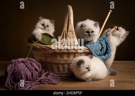 Vier Ragdoll-Katzen, kleines niedliches Kätzchen-Portrait, sitzend in einem Strickkorb Geschwister Wurf Freunde Stockfoto