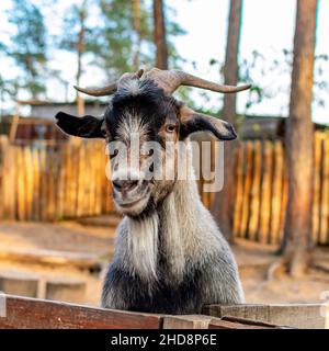 Nahaufnahme mit Ziegengesicht. Eine lustige Ziege schaut hinter einem Holzzaun hervor. Der Kopf einer braunen Ziege wird über den Zaun gezogen. Stockfoto