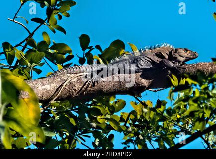 Riesiger Leguan in einem Baum, Nationalpark Rincon de La Vieja, Guanacaste, Costa Rica Stockfoto