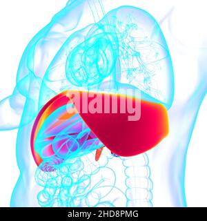 Membran menschliche Atemwege Anatomie für medizinisches Konzept 3D Illustration Stockfoto