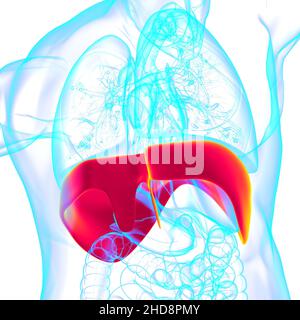 Membran menschliche Atemwege Anatomie für medizinisches Konzept 3D Illustration Stockfoto