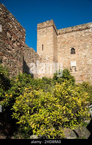 Alcazaba Festung in der Stadt Malaga, Andalusien. Spanien.erbaut von der Hammudid-Dynastie im frühen 11.. Jahrhundert Stockfoto