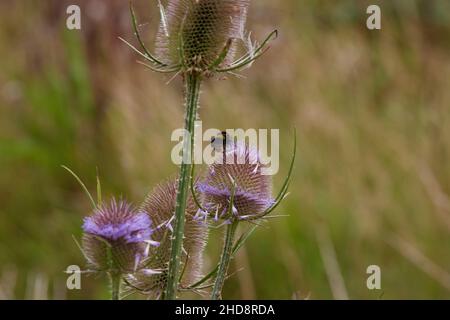 Wilder Teelöffel aus der Nähe in der Natur im Freien gesehen. Stockfoto