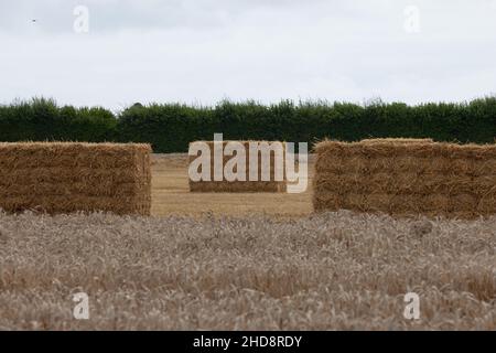 Gerstenballen auf einem Feld in West Sussex, Großbritannien. Stockfoto