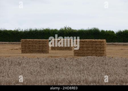 Gerstenballen auf einem Feld in West Sussex, Großbritannien. Stockfoto