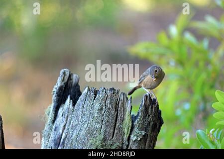 Ein kleiner Vogel, der auf einem alten Baumstamm thront. Er hat seine Nahrung im Schnabel, ein Insekt. Stockfoto