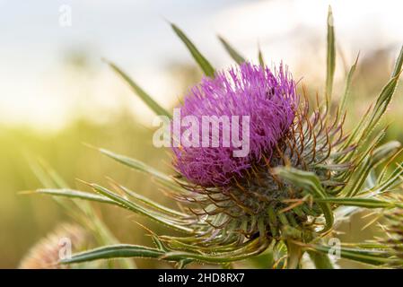 Onopordum acanthium in der Blüte bei Sonnenuntergang. Stockfoto