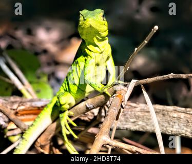 Gemeine Basiliskeneidechse (Basiliscus basiliscus), Rincon de la Vieja Nationalpark, Guanacaste, Costa Rica Stockfoto