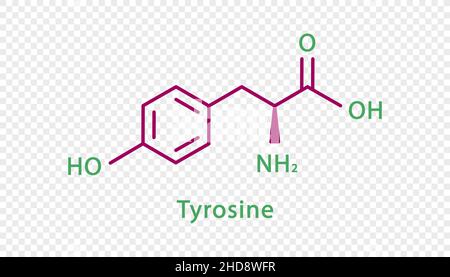 Chemische Formel für Tyrosin. Tyrosin strukturelle chemische Formel isoliert auf transparentem Hintergrund. Stock Vektor