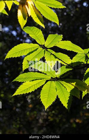 Edelkastanie Castanea sativa hinterleuchtete Blätter Nagshead RSPB Reserve Forest of Dean Gloucestershire England Großbritannien September 2017 Stockfoto