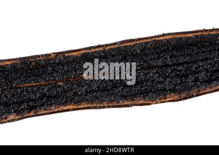 Schwarze Vanillesamen in einer offenen Schote aus der Nähe auf weißem Hintergrund Stockfoto