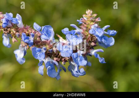 Moorsalbei (Salvia uliginosa) blüht Stockfoto