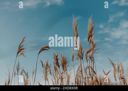 Pampas Gras oder Cortaderia selloana bewegen sich im Wind im Freien in hellen Pastellfarben auf blauem Himmel Hintergrund Stockfoto