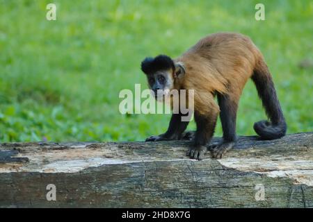 Nahaufnahme des schwarzen Kapuziner, Sapajus nigritus. Stockfoto