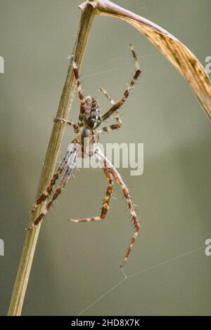 Vertikale Nahaufnahme der Araneus diadematus, gemeinhin die europäische Gartenspinne genannt. Stockfoto