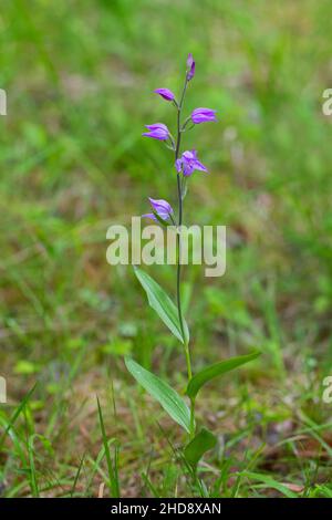 Rote Helleborine (Cepalanthera rubra) Orchidee in Blüte im Sommer Stockfoto