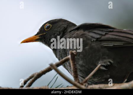 Eine Nahaufnahme der Amsel, Turdus merula. Stockfoto