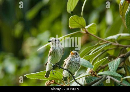 Nahaufnahme der Liederdrossel, die mit ihrem Küken auf dem Baum thront. Stockfoto