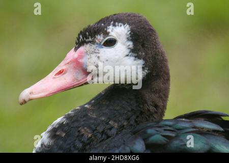 Nahaufnahme der Spornflügelgans, Plectropterus gambensis. Stockfoto