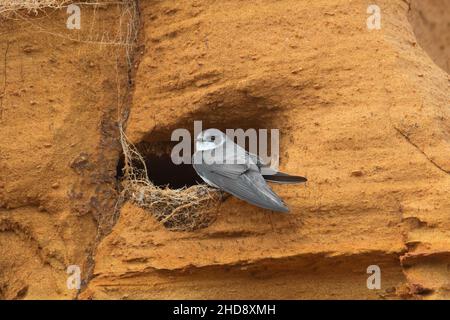 Europäischer Sand martin / Bank Schwalbe (Riparia riparia / Hirundo riparia) am Nesteingang in Brutkolonie in schiere sandige Felswand im Frühjahr gemacht Stockfoto