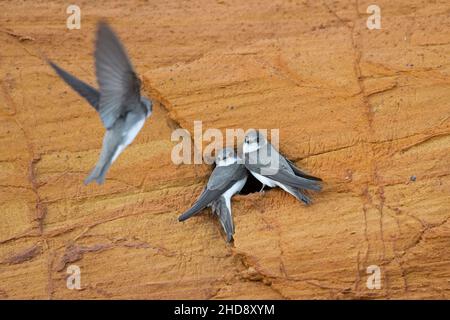 Drei Sand-martins / Uferschwalben (Riparia riparia / Hirundo riparia) am Nesteingang in Brutkolonie, die im Frühjahr in einer schieren sandigen Felswand gemacht wurde Stockfoto