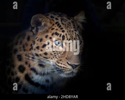 Amur Leopard Panthera pardus orientalis Stockfoto