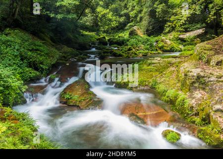 Blick auf den Golden Whip Stream im Zhangjiajie National Forest Park in der Provinz Hunan, China Stockfoto