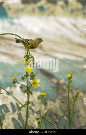 Vögel in Freiheit und in ihrer Umgebung von Uruguay. Stockfoto