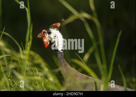 Vögel in Freiheit und in ihrer Umgebung von Uruguay. Stockfoto