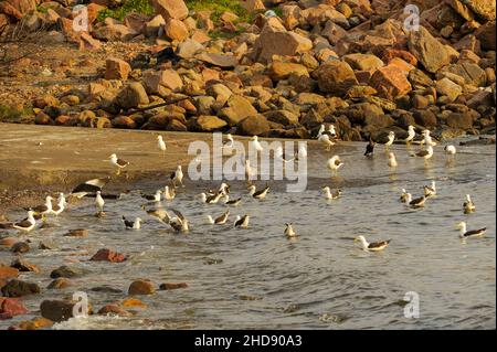 Vögel in Freiheit und in ihrer Umgebung von Uruguay. Stockfoto