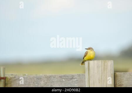 Vögel in Freiheit und in ihrer Umgebung von Uruguay. Stockfoto